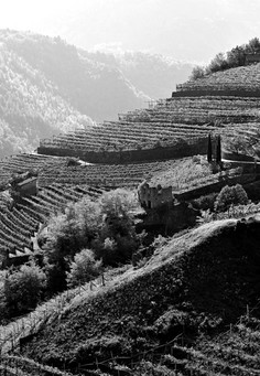 Il vigneto di Saosènt, il primo della famiglia Zanotelli