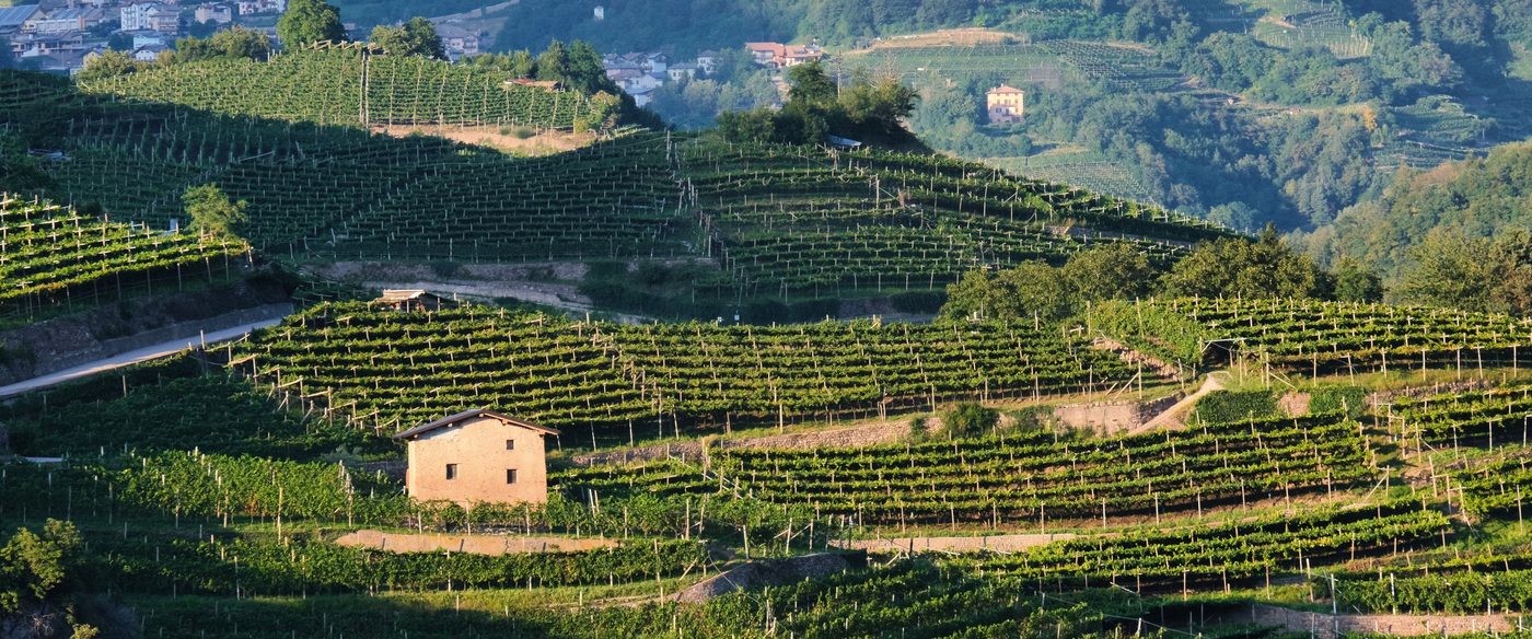 Panorama della Valle di Cembra con i vigneti