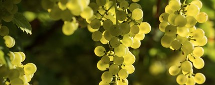 Grappoli di uva bianca controluce nei vigneti Zanotelli in Valle di Cembra
