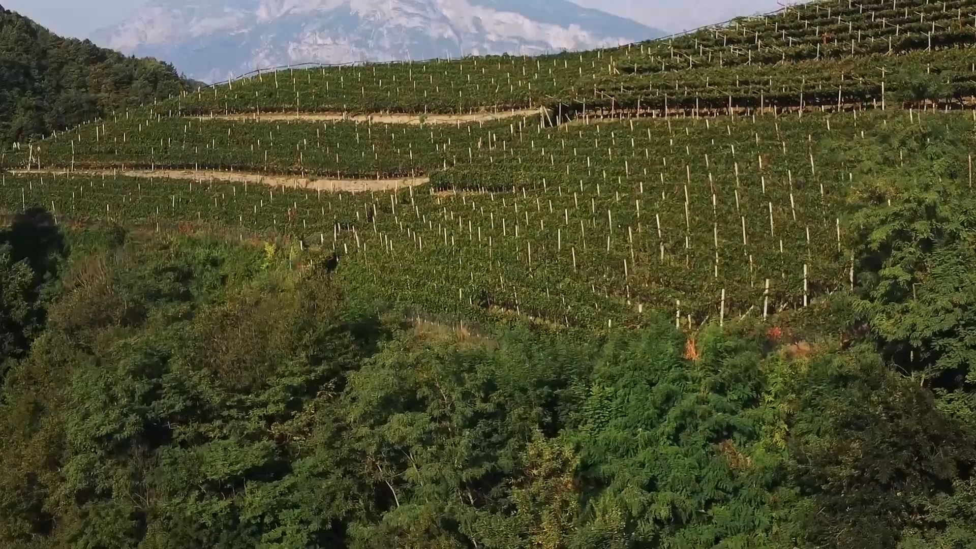 Vigneto Zanotelli sui pendii della Valle di Cembra al tramonto