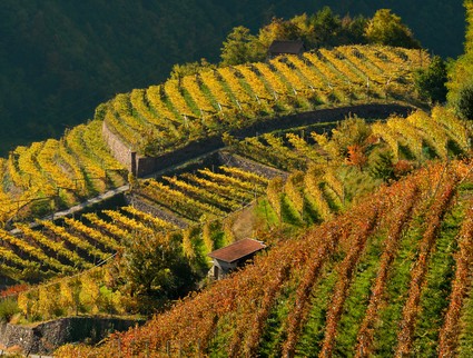I vigneti terrazzati della Valle di Cembra