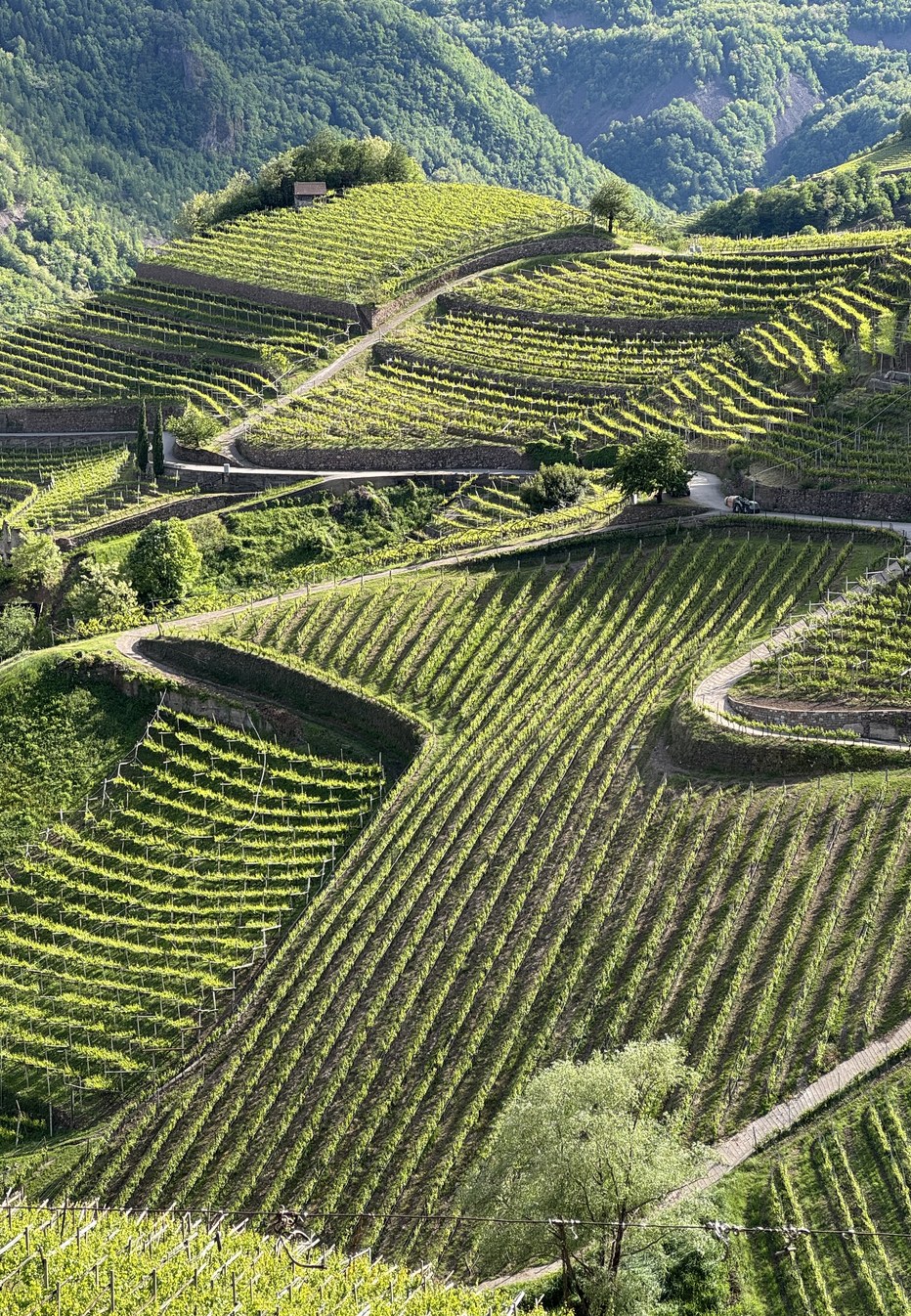 I vigneti terrazzati della Valle di Cembra visti dall’alto