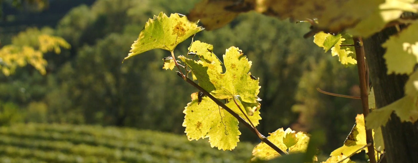 Foglia di vite controluce sui vigneti terrazzati della Valle di Cembra